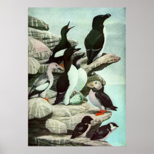 Poster Vintage Puffins e Aves Aquáticas de Louis Fuertes