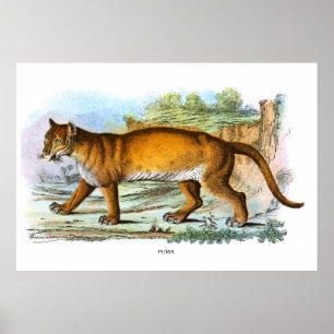 Poster Vintage Puma Animal Illustration