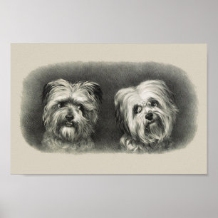 Poster Vintage Pups