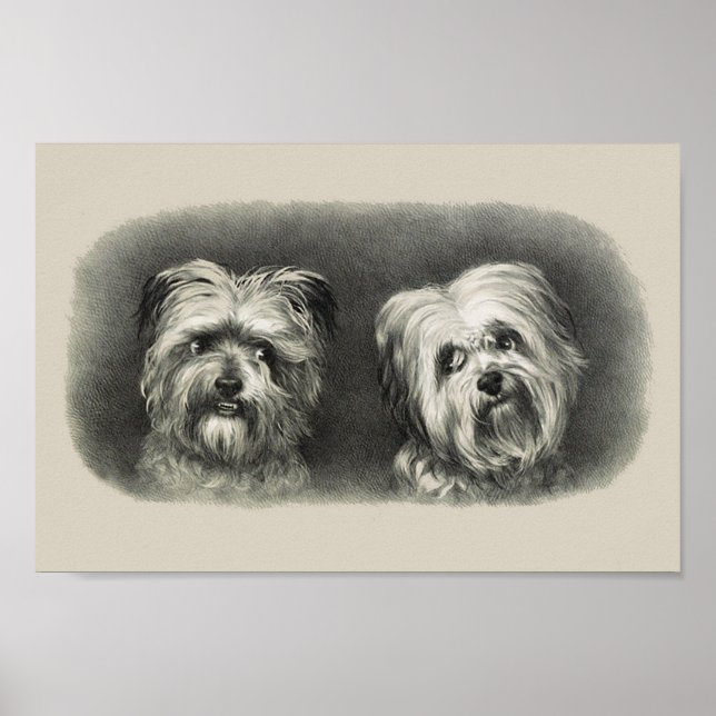 Poster Vintage Pups (Frente)