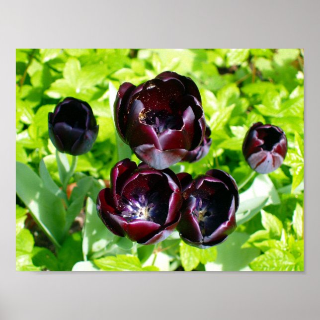 Poster Vintage Purple Black Tulips Flores Holanda (Frente)