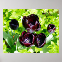 Vintage Purple Black Tulips Flores Holanda