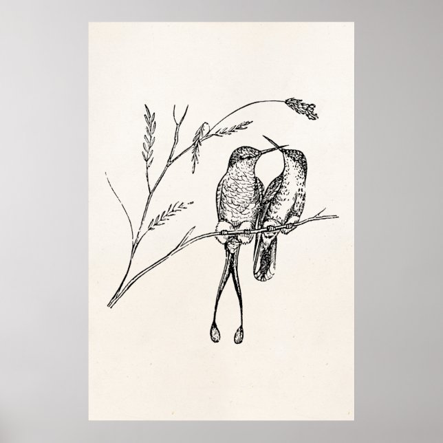 Póster Vintage Racquet Tail Hummingbird Pássaro Personali (Frente)
