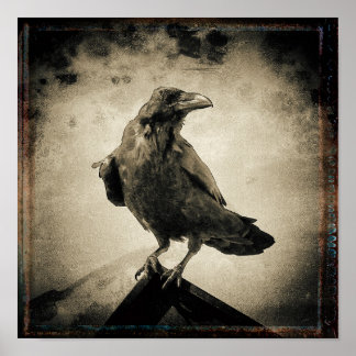 Poster Vintage Raven Foto