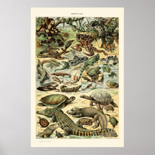 Poster Vintage Reptiles, Adolphe Millot