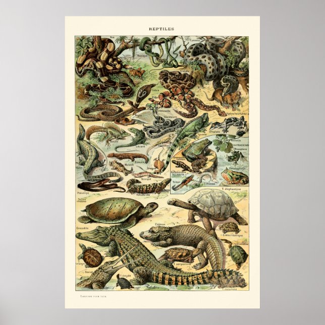 Poster Vintage Reptiles, Adolphe Millot (Frente)