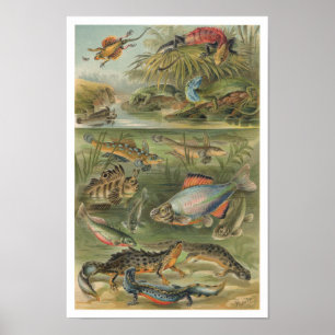 Poster Vintage Reptiles Lizards Fish