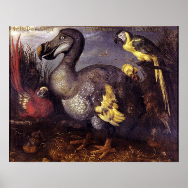 Poster Vintage Roelant Savery Saverys Dodo (Frente)
