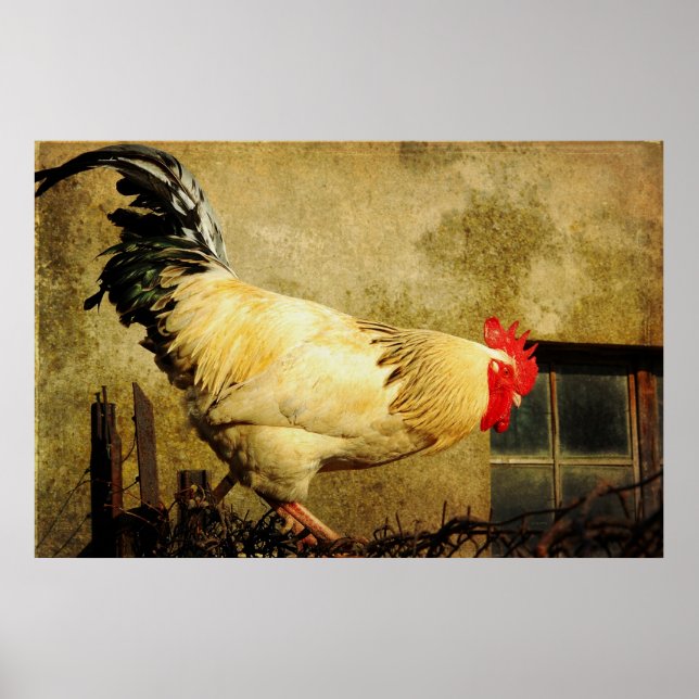Póster Vintage Rooster (Frente)