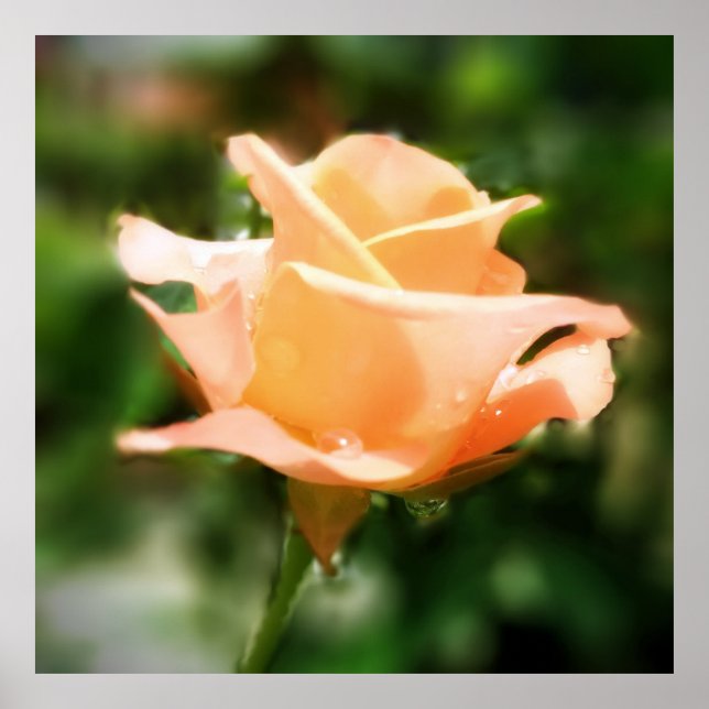 Póster Vintage Rosa (Frente)