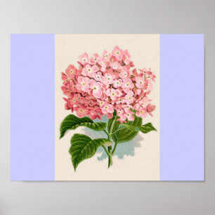 Póster Vintage - Rosa