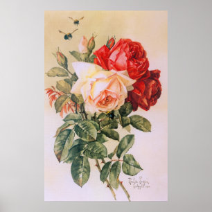 Poster vintage Rosa