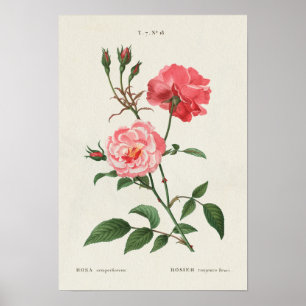 Poster Vintage Rosa Flowers