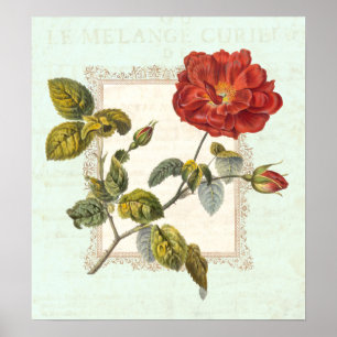 Poster Vintage Rosa vermelha Shabby Elegance