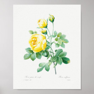 Poster Vintage Rosas Amarelas Florais