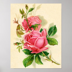 Póster vintage roses