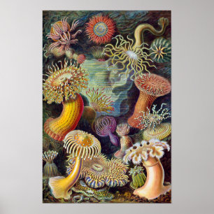 Poster Vintage Sea Anemones, Actiniae por Ernst Haeckel