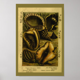 Póster Vintage Sea Shells Conch Ocean Art Print