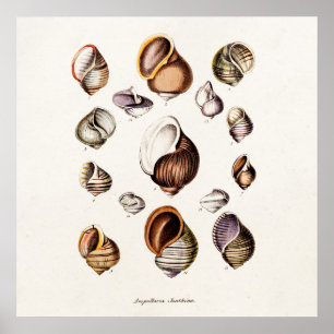 Póster Vintage Sea Shells Personalizadas