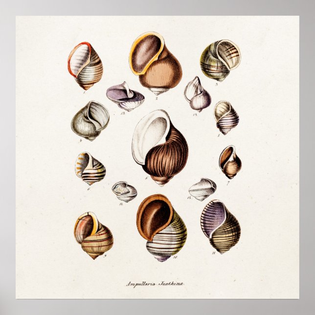 Póster Vintage Sea Shells Personalizadas (Frente)
