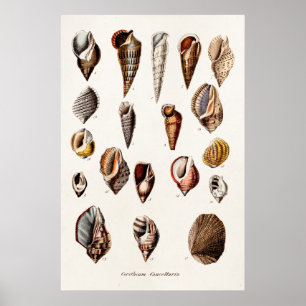 Poster Vintage Sea Shells Personalizados Retro Auger Shel