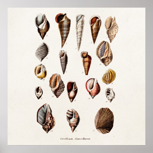 Póster Vintage Sea Shells Personalizados Retro Auger Shel (Frente)