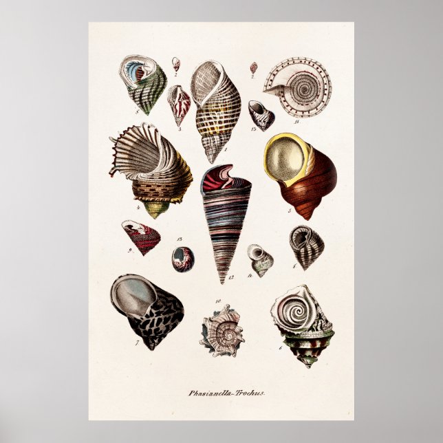 Póster Vintage Sea Shells Personalizados Retro Auger Shel (Frente)