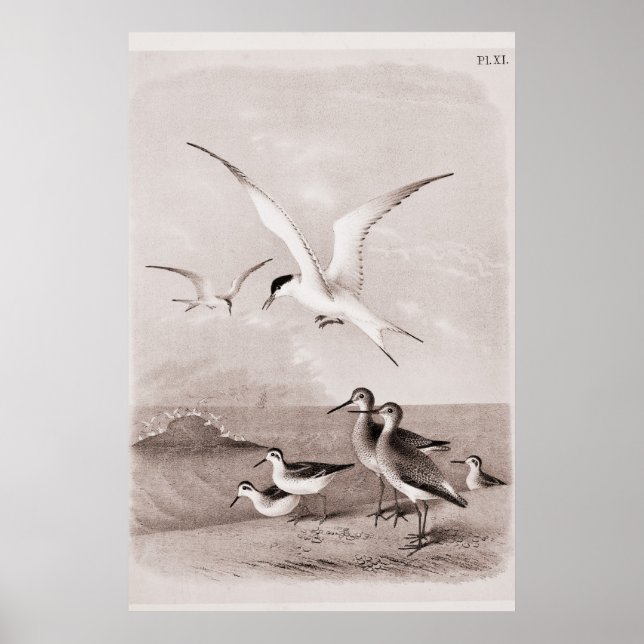 Póster Vintage Seagls - Modelo de Seagull Retro Personali (Frente)