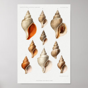 Poster Vintage Seashells Illustration