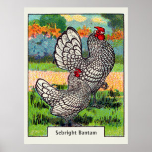 Poster Vintage Sebright Bantam Chicken