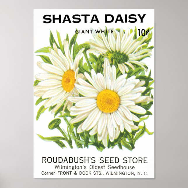 Poster Vintage Seed Packet Art, Shasta Daisy Flowers (Frente)