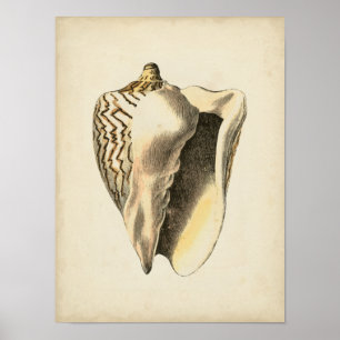 Póster Vintage Sepia Conch Shell