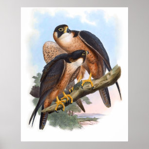 Poster Vintage Shaheen Falcon Bird