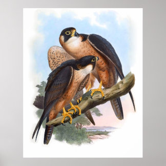 Poster Vintage Shaheen Falcon Bird