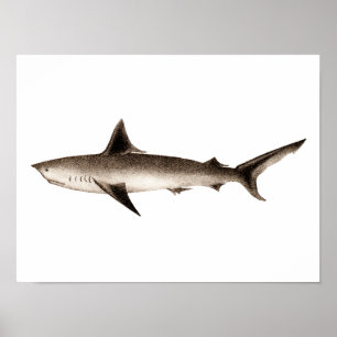 Poster Vintage Shark Illustration - Retro Sharks Template