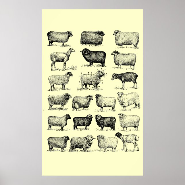 Poster Vintage Sheep (Frente)