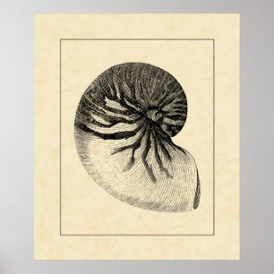 Póster Vintage - Shell de Conch Preto e Branco