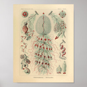 Póster Vintage Siphonophorae Color Ernst Haeckel Impressã