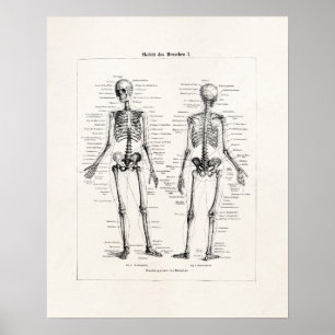 Poster Vintage Skeleton Anatomia Humana Ossos Crânio