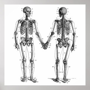 Poster Vintage Skeletons Diagrama com Ossos Numerados