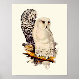 Poster Vintage Snowy Owl Drawing