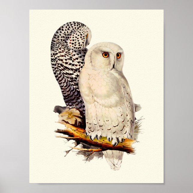 Poster Vintage Snowy Owl Drawing (Frente)