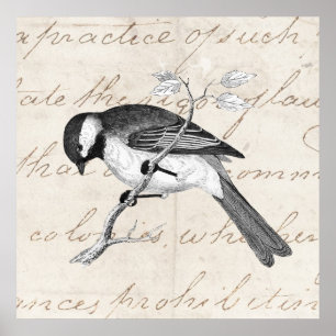 Póster Vintage Song Bird Illustration - 1800's Birds Text