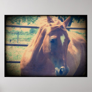 Póster Vintage Sorrel