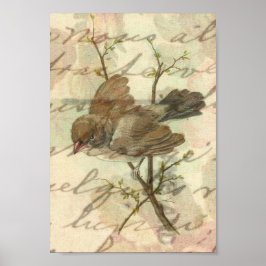 Póster Vintage Sparrow com plano de fundo manuscrito
