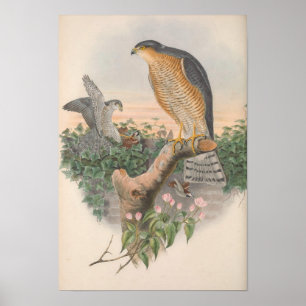 Poster Vintage Sparrow Hawk Bird
