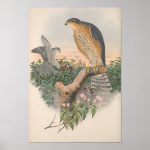 Poster Vintage Sparrow Hawk Bird GC
