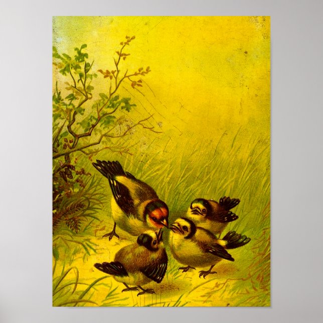 Póster Vintage Sparrows Canvas Imprimir (Frente)
