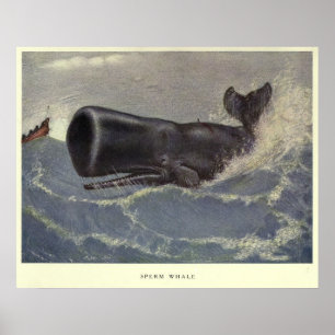 Poster Vintage Sperm Whale Painting (1909)