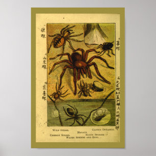 Póster Vintage Spiders Tarantula Natural History Impressã